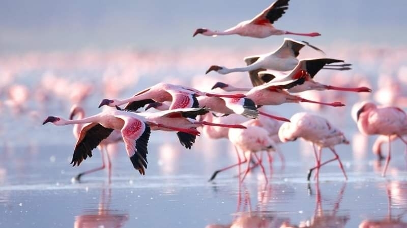 Flamingos am Mar Menor