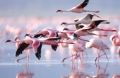 Flamingos am Mar Menor