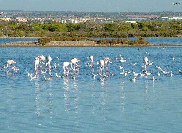 Flamingos Mar Menor
