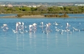 Flamingos Mar Menor