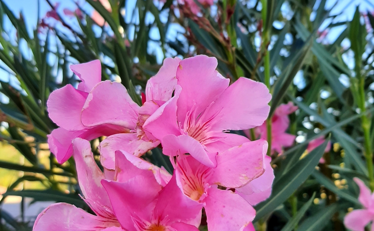 Immobilien Costa del Sol Costa Blanca Costa Calida mit bestcostahome