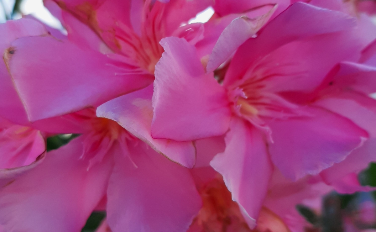 Wunderschöne Blütenpracht in Spanien Deutsche und Niederländische Ansprechpartner vor Ort für eine reibungslose Abwicklung